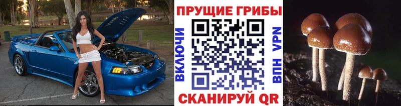 Псилоцибиновые грибы MAGIC MUSHROOMS MEGA зеркало Дивногорск